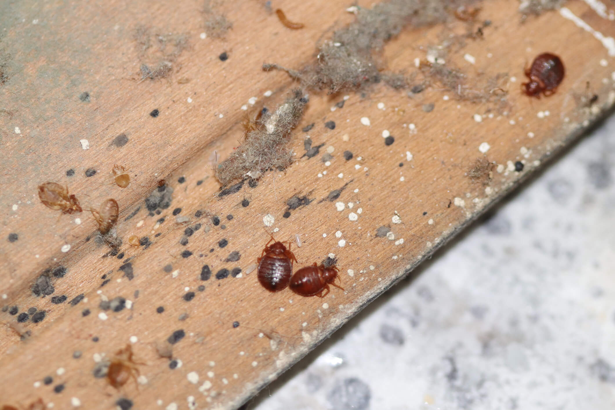 do bed bugs actually live inside the mattress