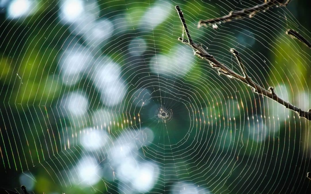 Why Even Non-Venomous Spider Infestations Can Be Dangerous