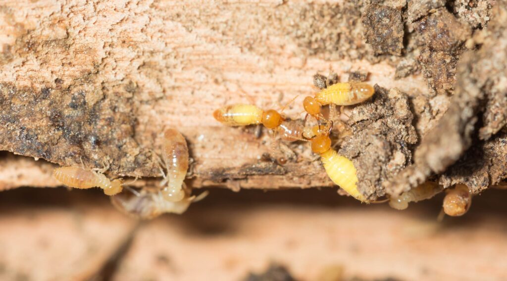 Termites are alarmed because the nest was destroyed.