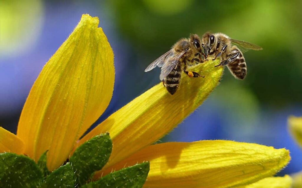 bees pollinating flower