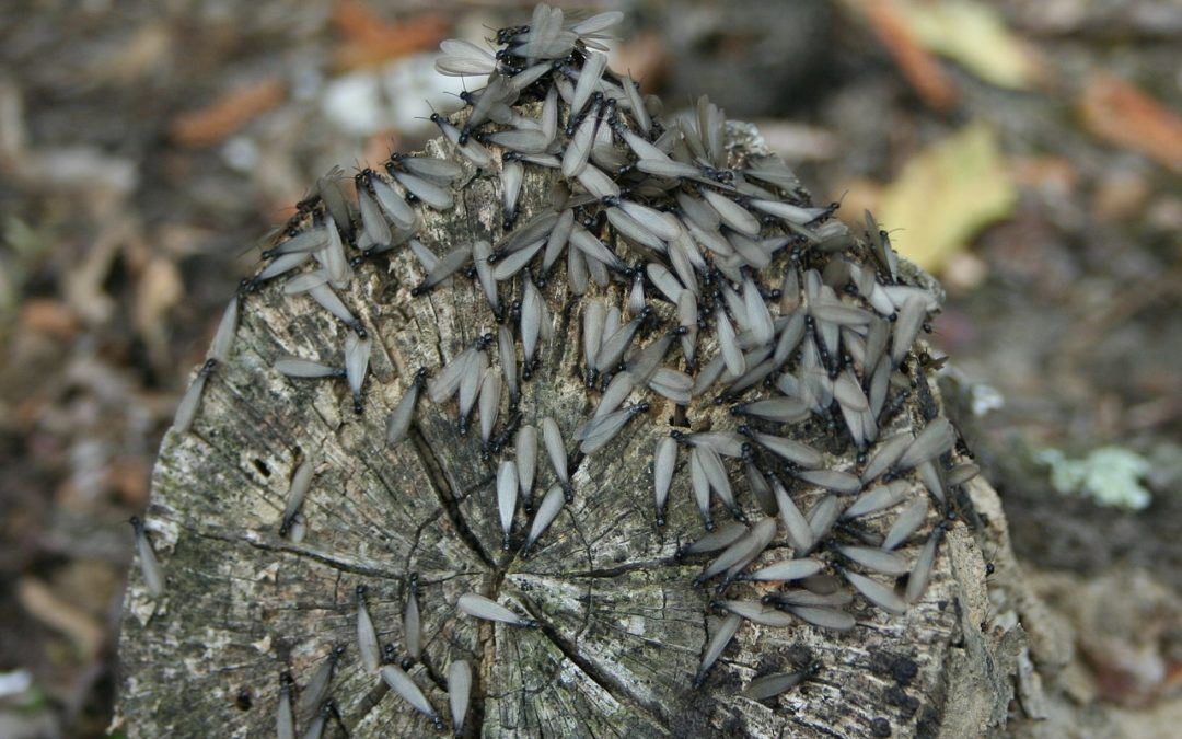 termites on a piece of wood