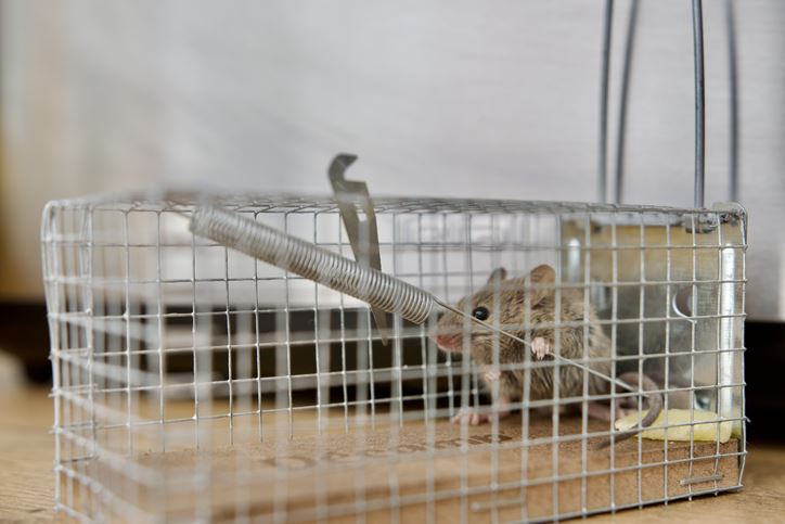 mouse in cage