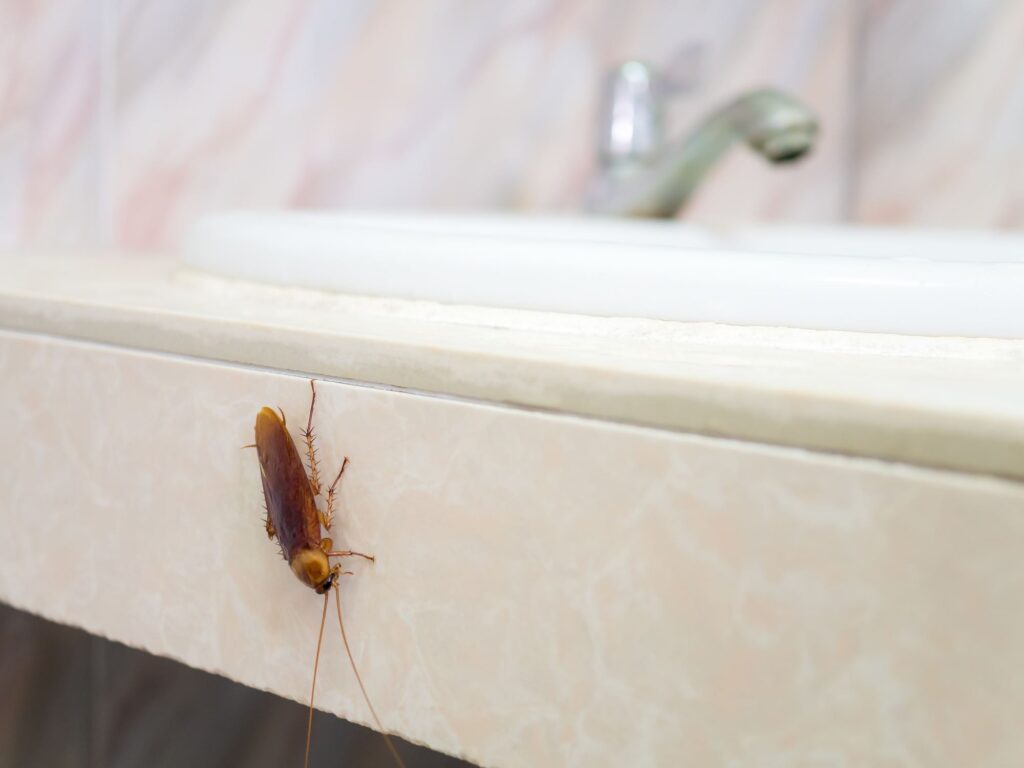 Close-up image of cockroach in house on background of water closet.