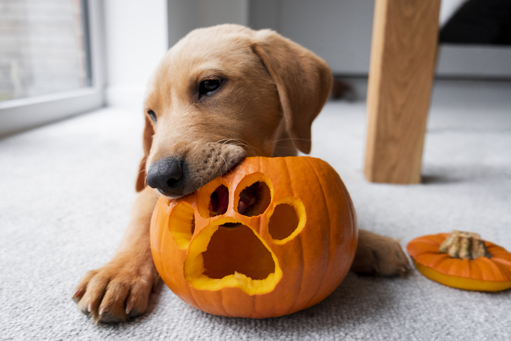 Cute Labrador Puppy With His Halloween Pumpkin