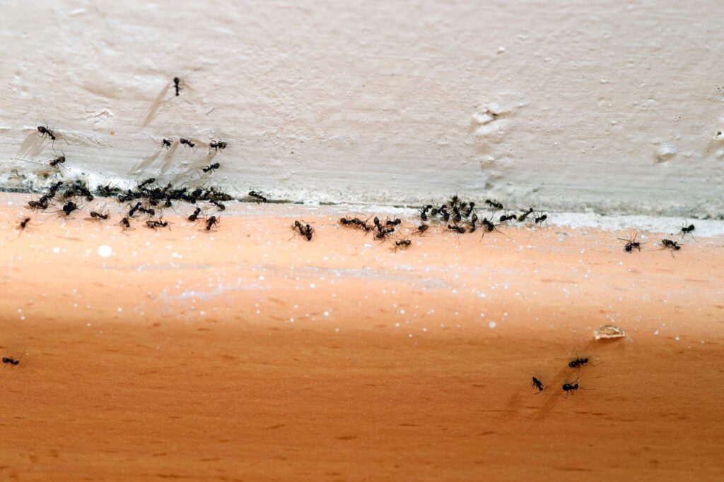 A group of small black ants crawling along the edge of a wall and wooden floor indoors.