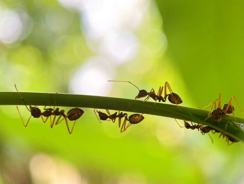 ants crawling on plant