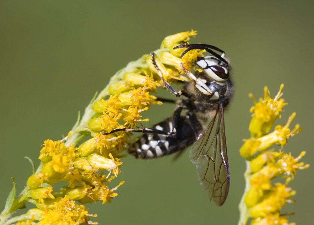 Bald faced hornet