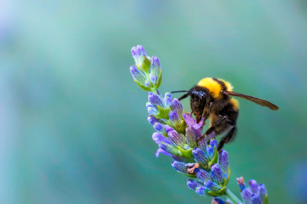 Bee on lavender