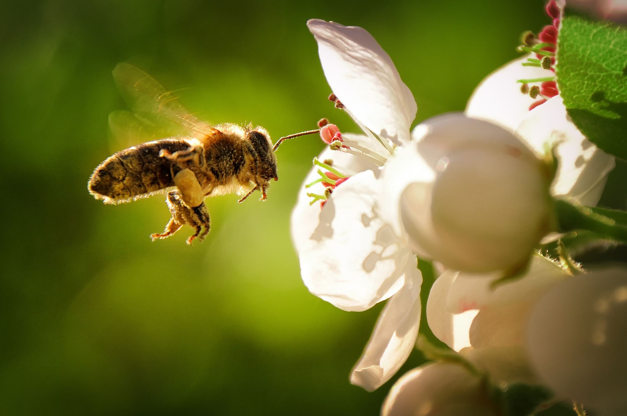 bee pollinating florida