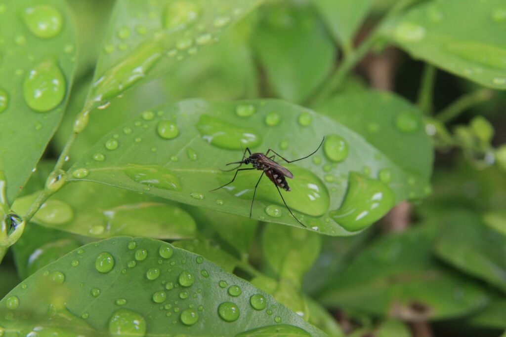 Mosquito on wet leaf