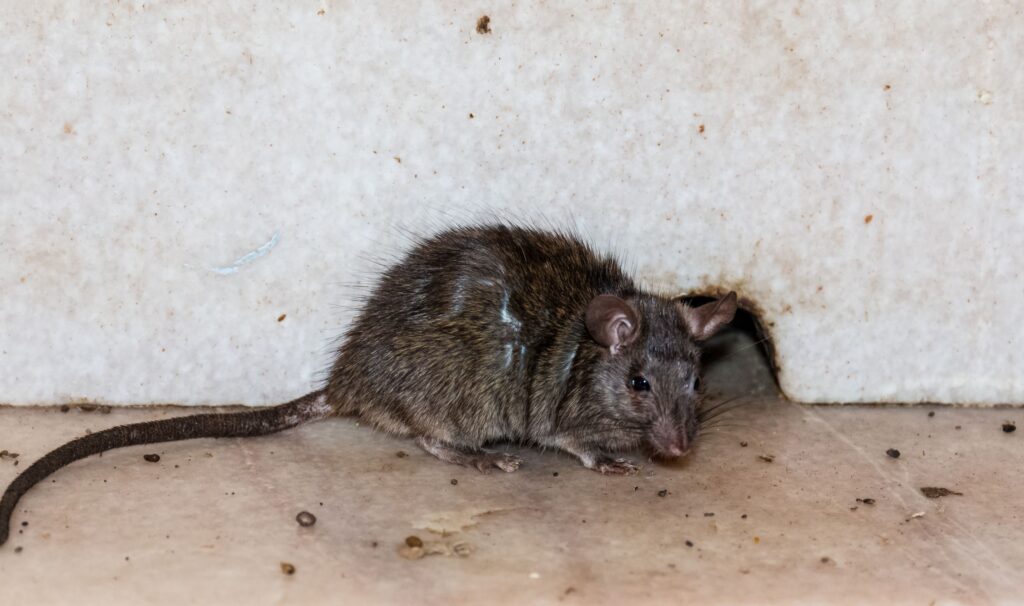 small rat