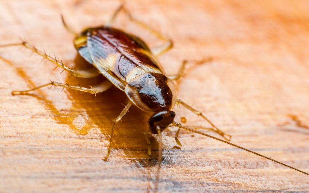Close-up of a brown cockroach with long antennae on a wooden surface.