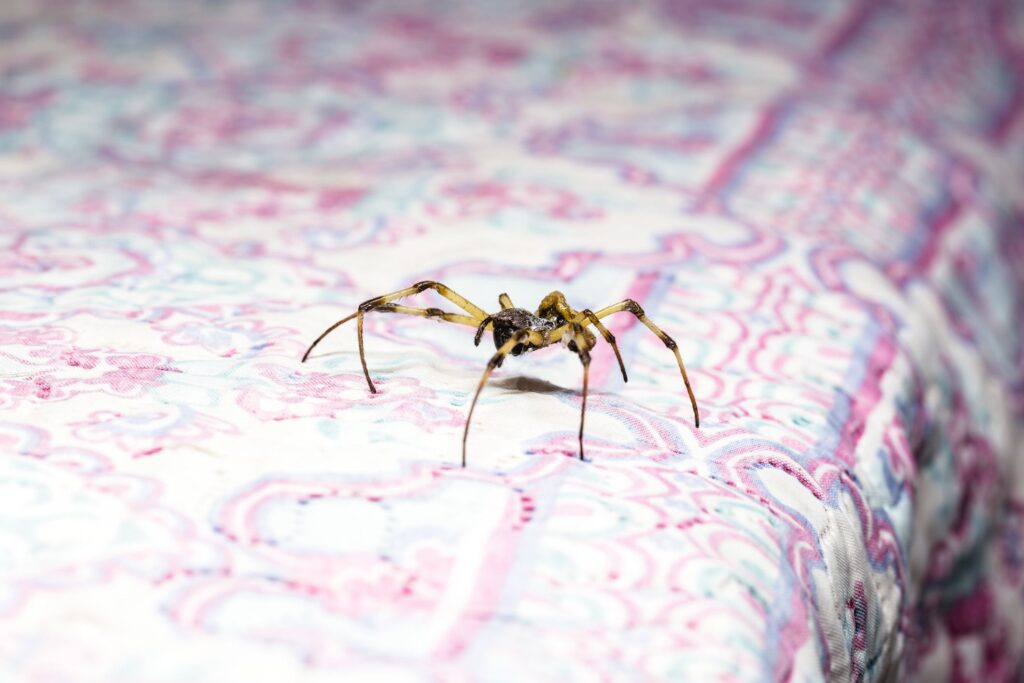 A yellow and black spider walking on a patterned, light-colored fabric surface.
