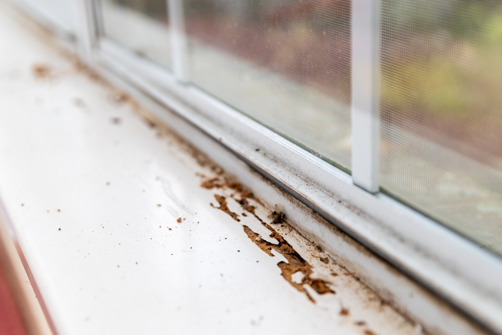Termite Damage Visible On Window Sill Of House