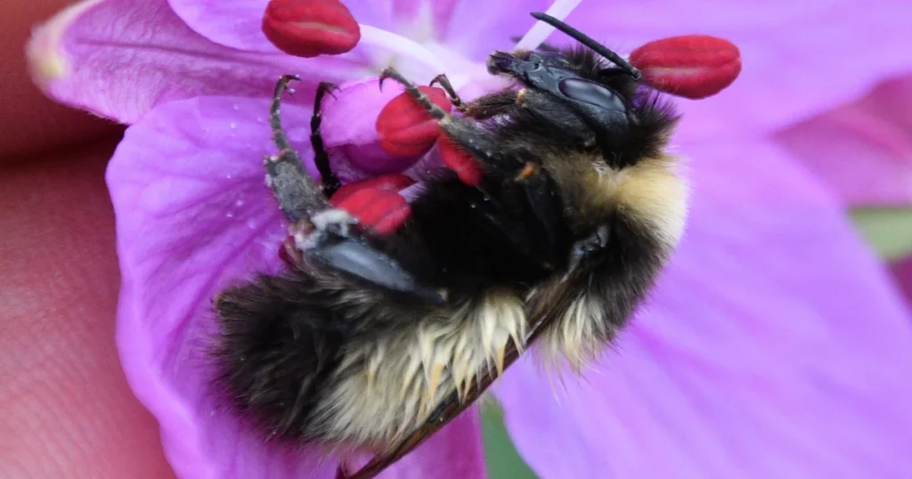 Types of Bees in Virginia: What's Flying in Your Yard — featured image
