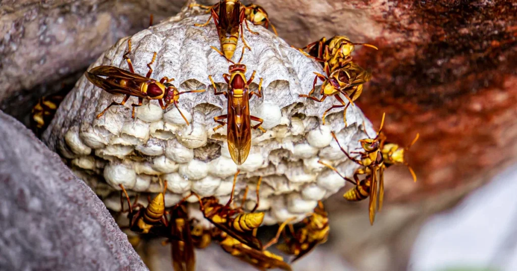 Wasps in North Carolina: Types, Stings & How to Control Them — featured image