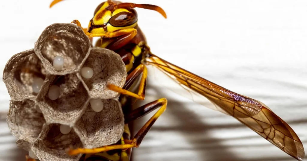 Wasps in Virginia Beach: Types, Nests, and When to Call — featured image