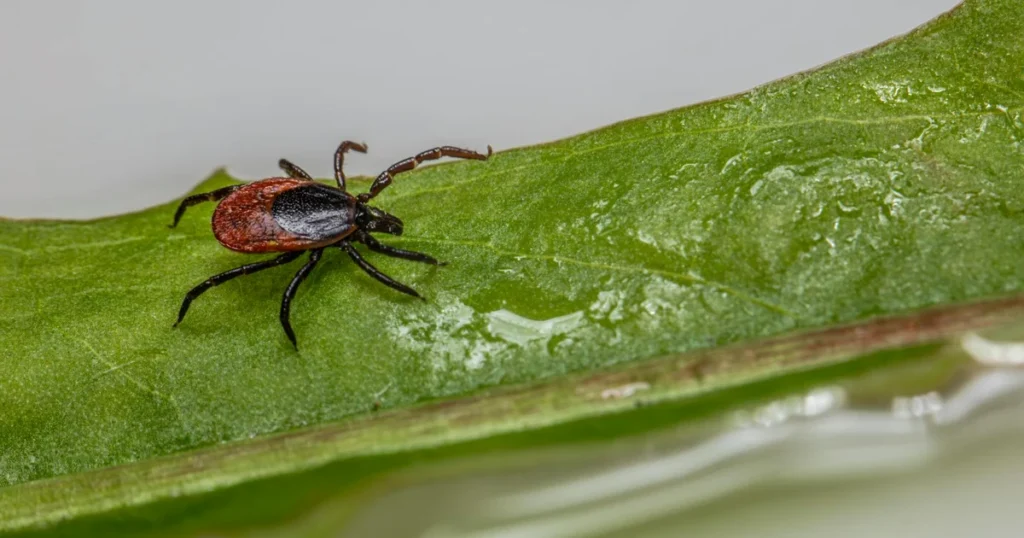 What Do Ticks Do in the Winter? NC & VA Homeowners Guide — featured image