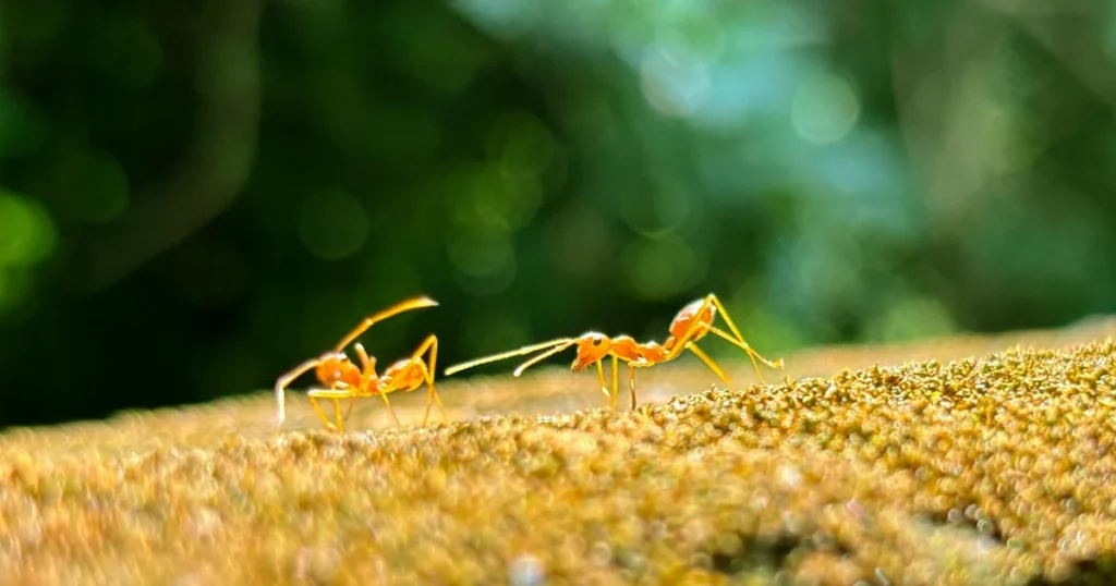 Ants in Virginia: Common Species, Risks, and How to Get Rid of Them — featured image