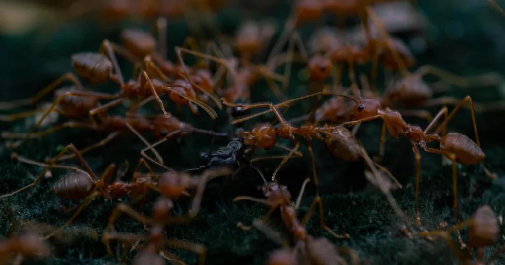 Are There Fire Ants in North Carolina? What Homeowners Need to Know — featured image