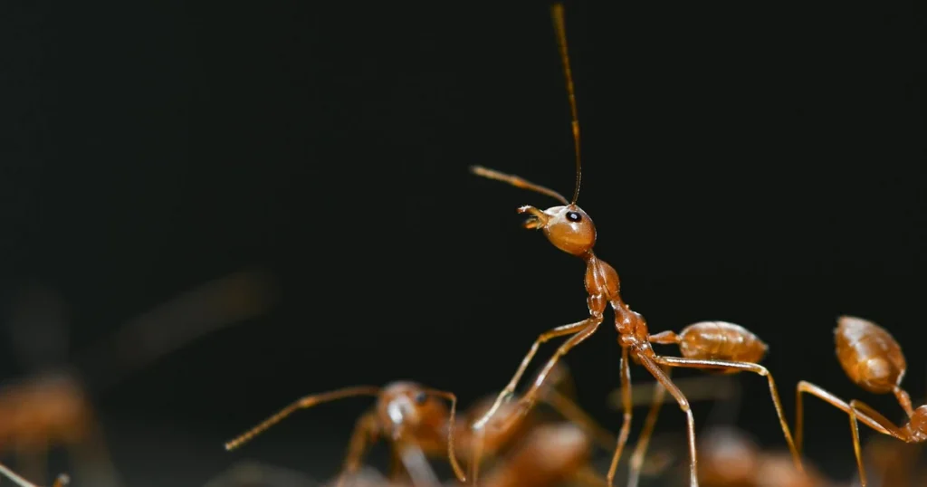 Are There Fire Ants in Virginia? What Homeowners Need to Know — featured image