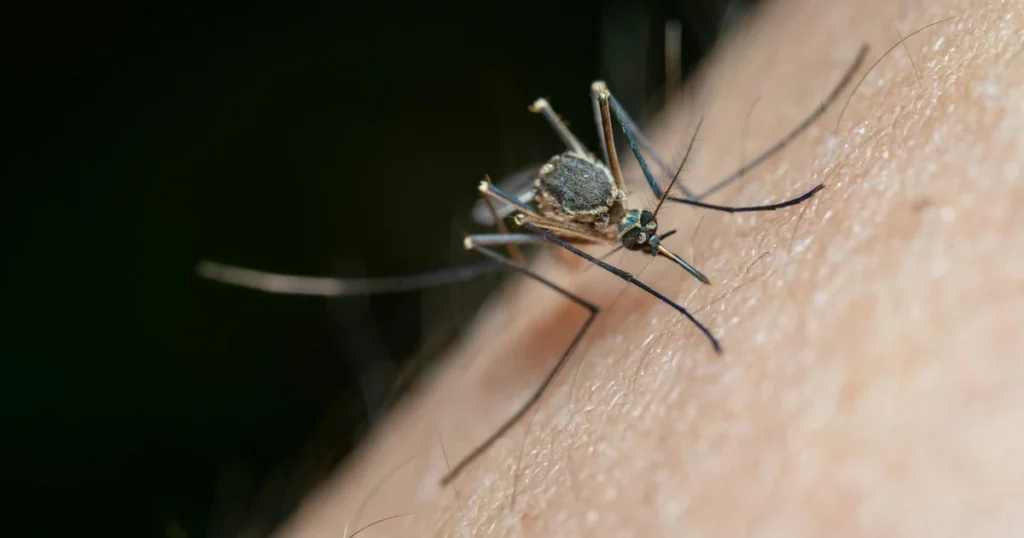 Are There Mosquitoes in North Carolina? What Homeowners Need to Know — featured image