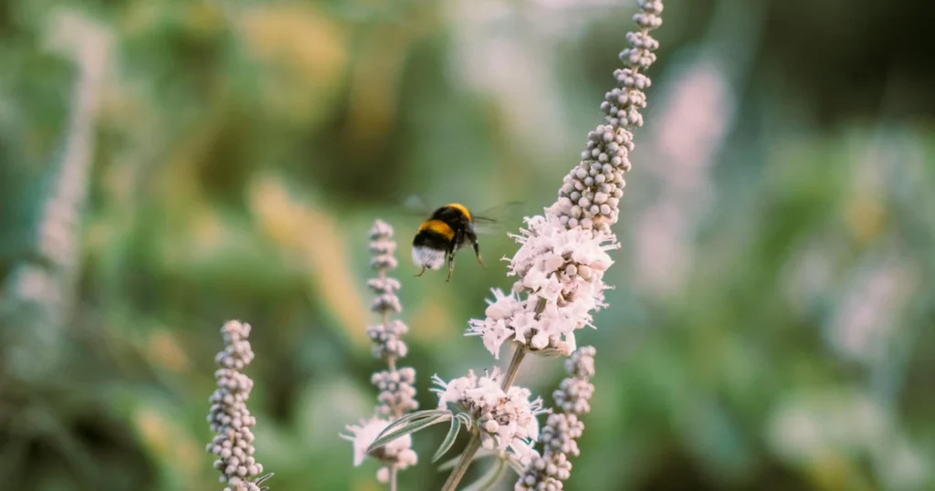 Bees in Virginia: Types, Habits, and When to Call for Help — featured image