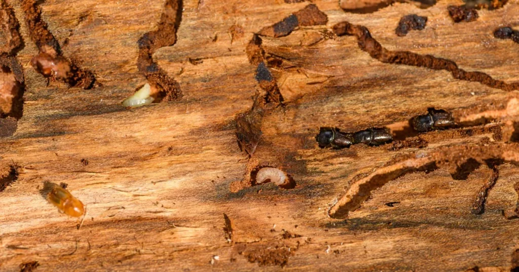 Do You Need Termite Protection in North Carolina? Yes. Here's Why — featured image