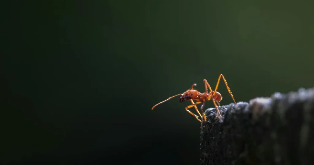 Fire Ants in North Carolina: What NC Homeowners Need to Know — featured image