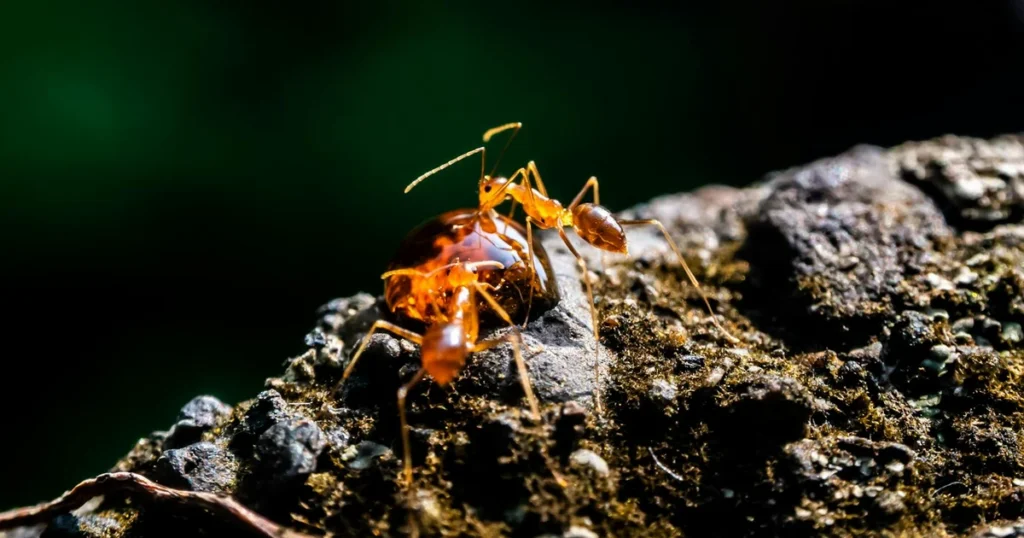 Fire Ants in Virginia: What Homeowners Need to Know — featured image