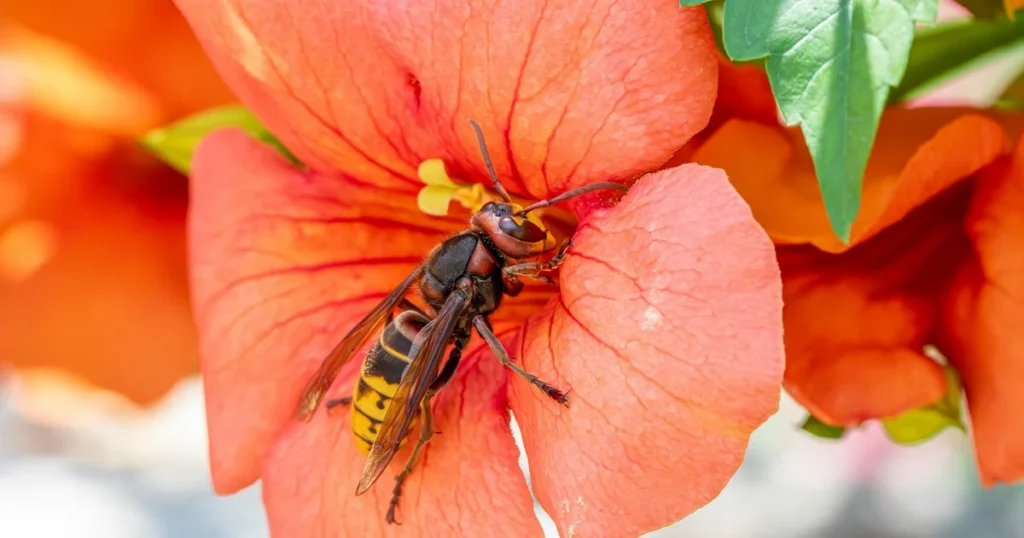 Hornets in North Carolina: What to Know and When to Act — featured image