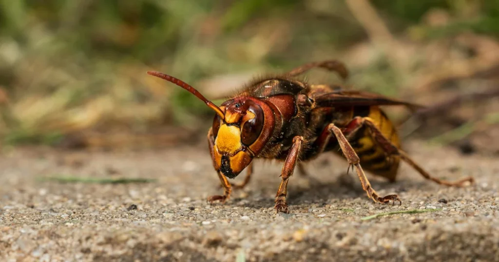 Hornets in Virginia: How to Identify and Handle Them — featured image