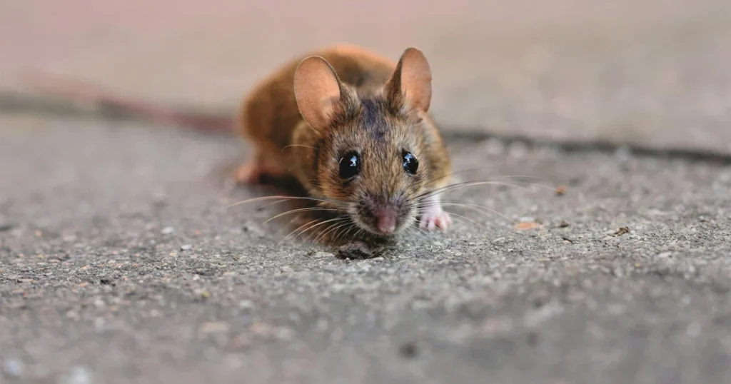 Mice in North Carolina: Signs, Risks, and How to Get Rid of Them — featured image
