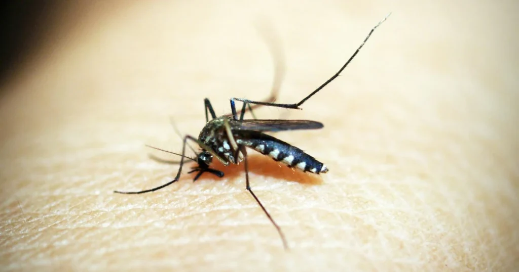 Mosquitoes in Virginia Beach: Species, Risks & Control Tips — featured image