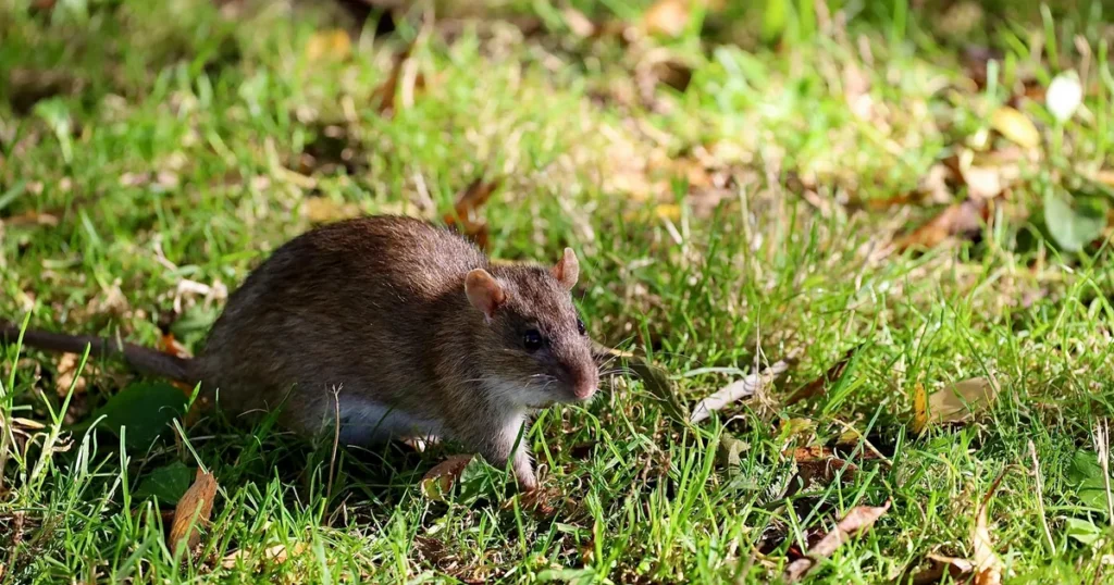 Rats in Virginia: Types, Signs, and How to Get Rid of Them — featured image