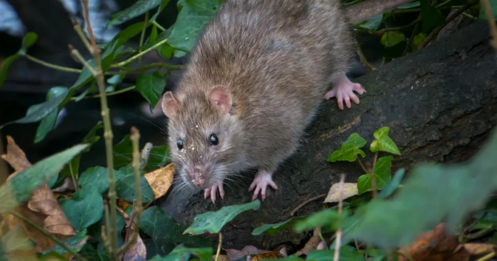 Rodents in North Carolina: Types, Risks, and How to Keep Them Out — featured image