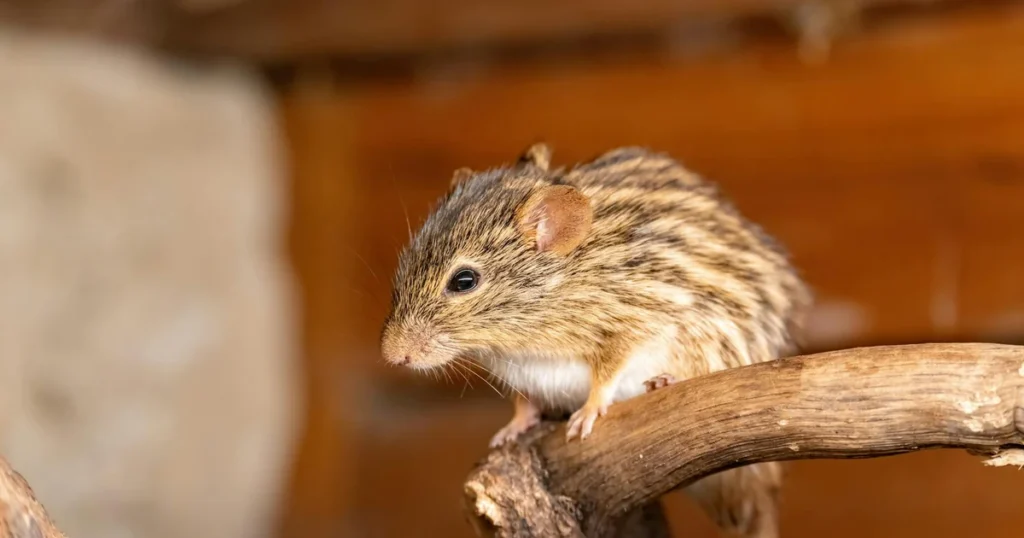 Rodents in Virginia: Mice, Rats & How to Control Them — featured image