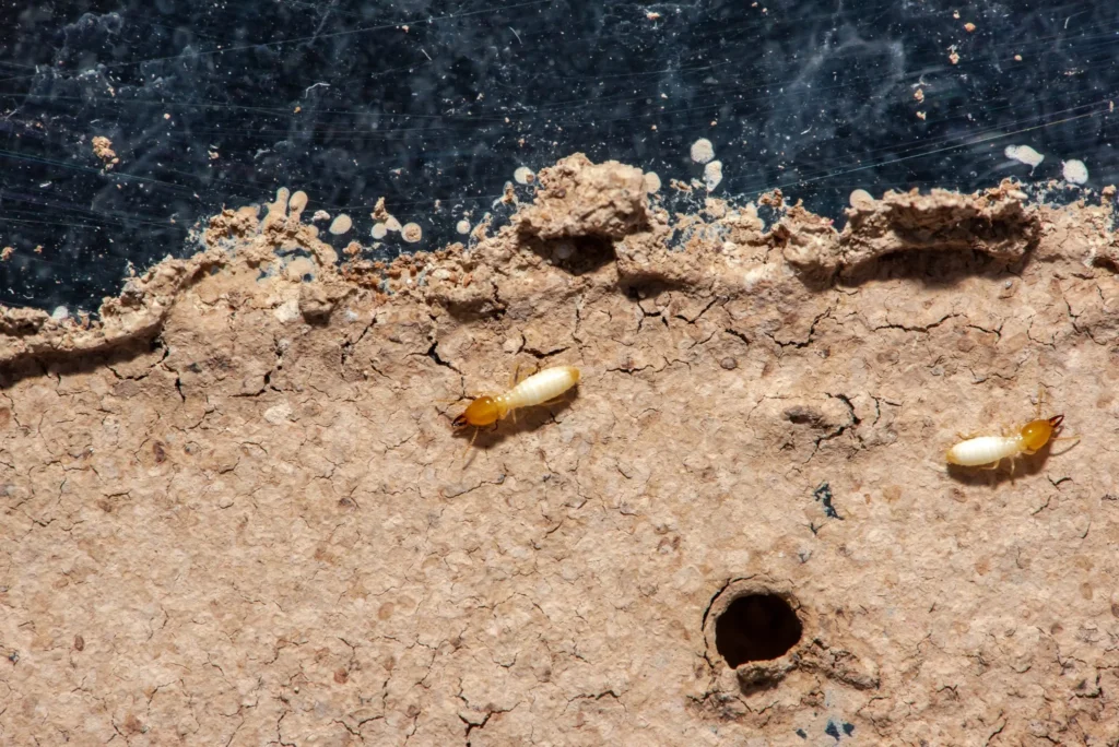 Two termites crawl on a cracked, dry dirt surface with a small hole and dark background above.