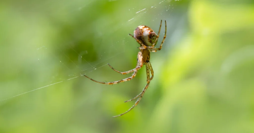 Spiders in North Carolina: Species, Risks & Control Tips — featured image