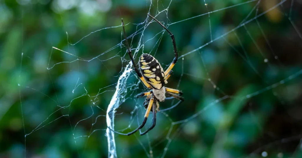 Spiders in Virginia: Common Species & When to Worry — featured image