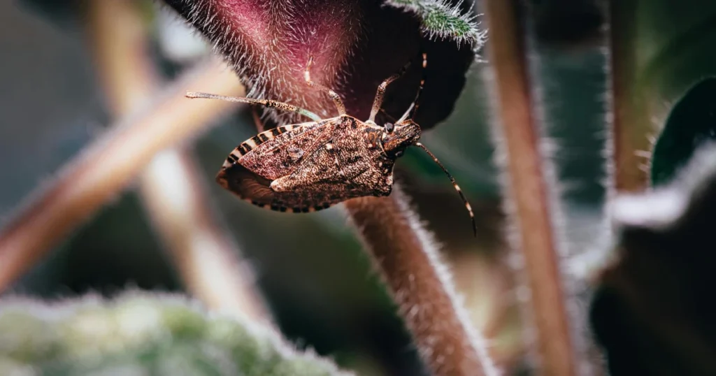 Stink Bugs in North Carolina: What Homeowners Need to Know — featured image