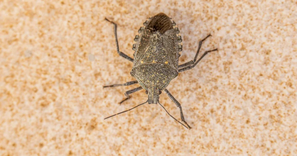 Stink Bugs in Virginia: How to Keep Them Out of Your Home — featured image
