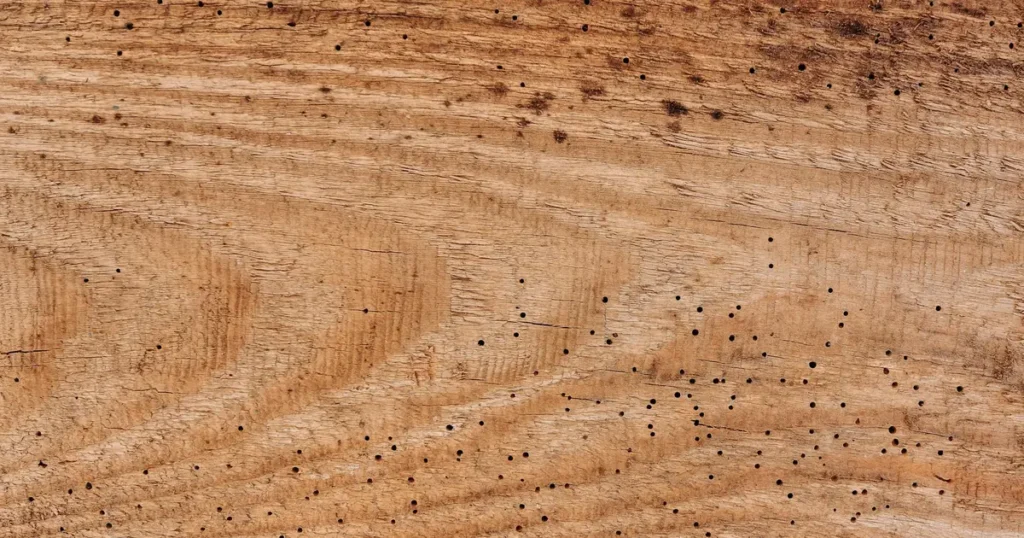 Termite Inspection Cost in Virginia Beach | Sage Pest Control — featured image
