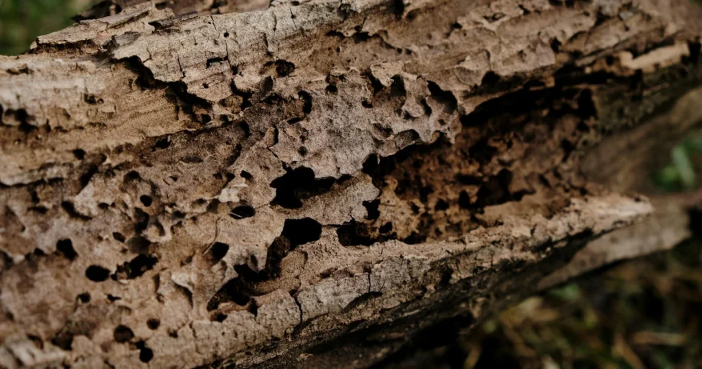 Termite Treatment Cost in Charlotte, NC: What to Expect — featured image