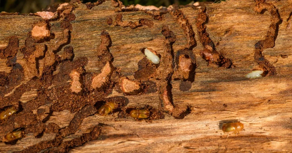 Termite Treatment Cost in Raleigh, NC: What to Expect — featured image