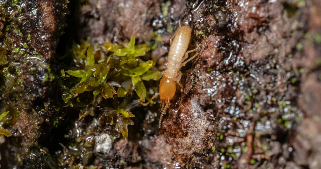 Termites in Virginia: Signs, Species, and How to Treat Them — featured image