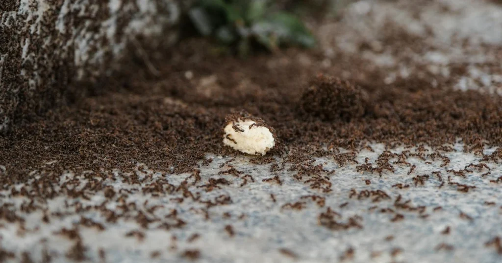 Types of Ants in Virginia: Identification Guide for Homeowners — featured image