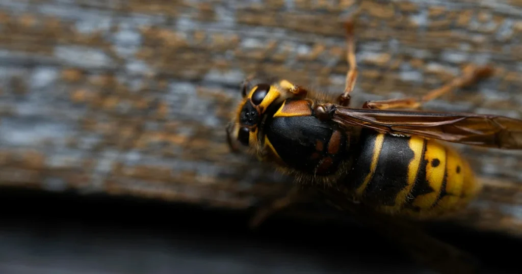 Types of Hornets in North Carolina: What's in Your Yard — featured image