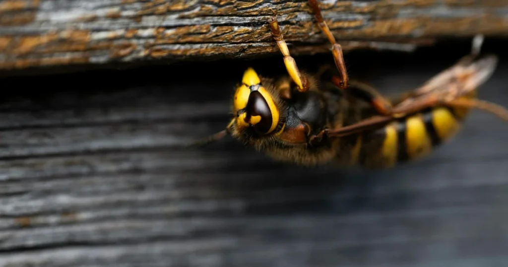 Types of Hornets in Virginia: What's Nesting in Your Yard — featured image