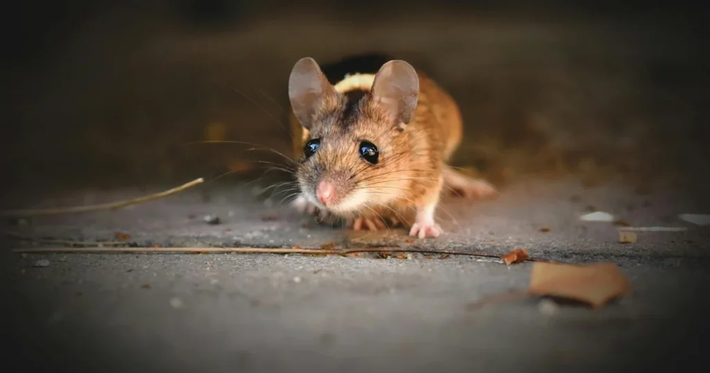 Types of Mice in North Carolina: House, Deer & Field Mice — featured image